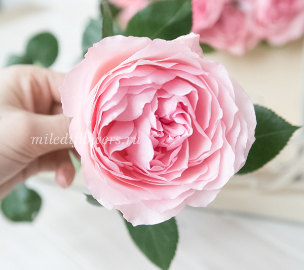 Роза пионовидная Mayra's Rose